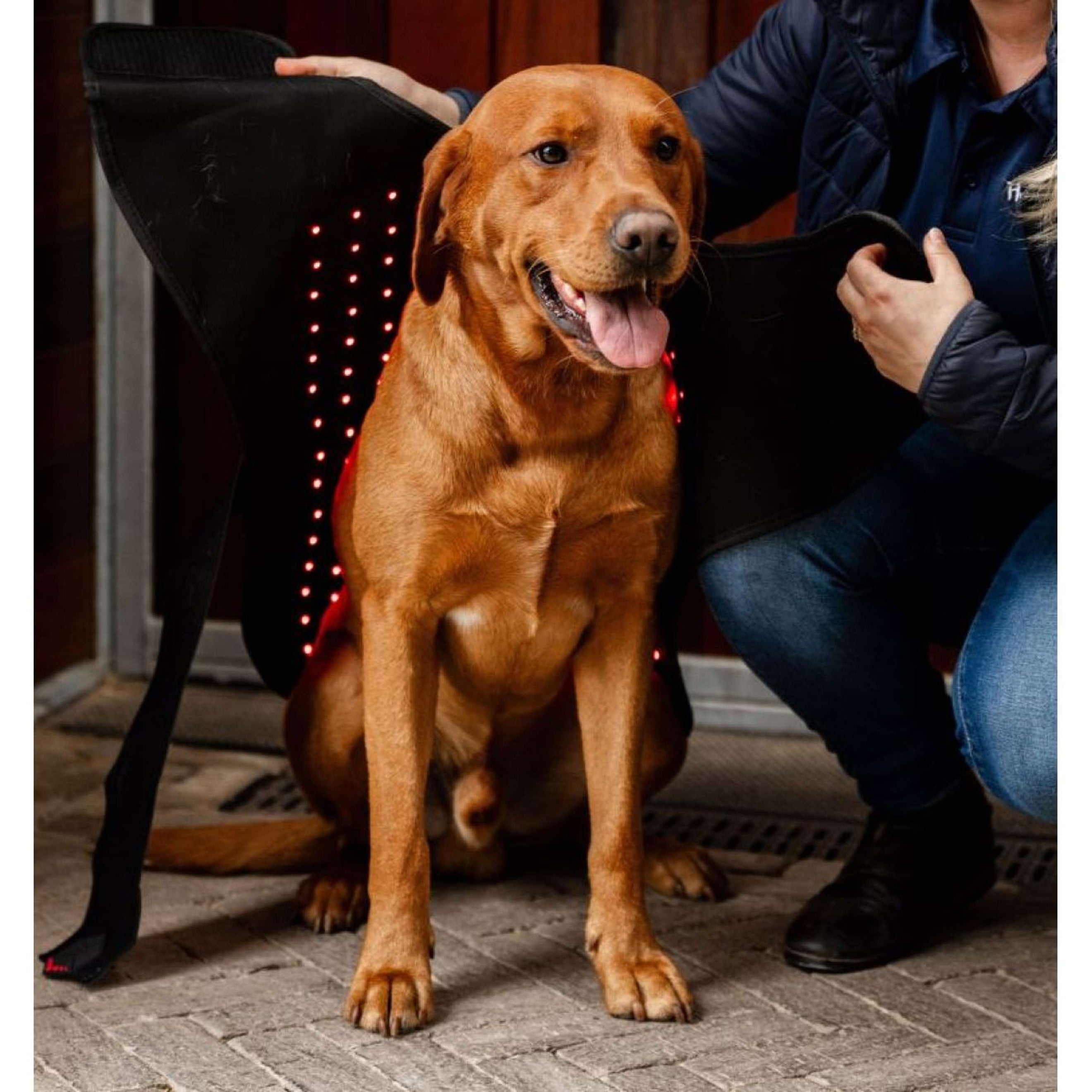 Horseware LED Red Light Therapy Deken Zwart