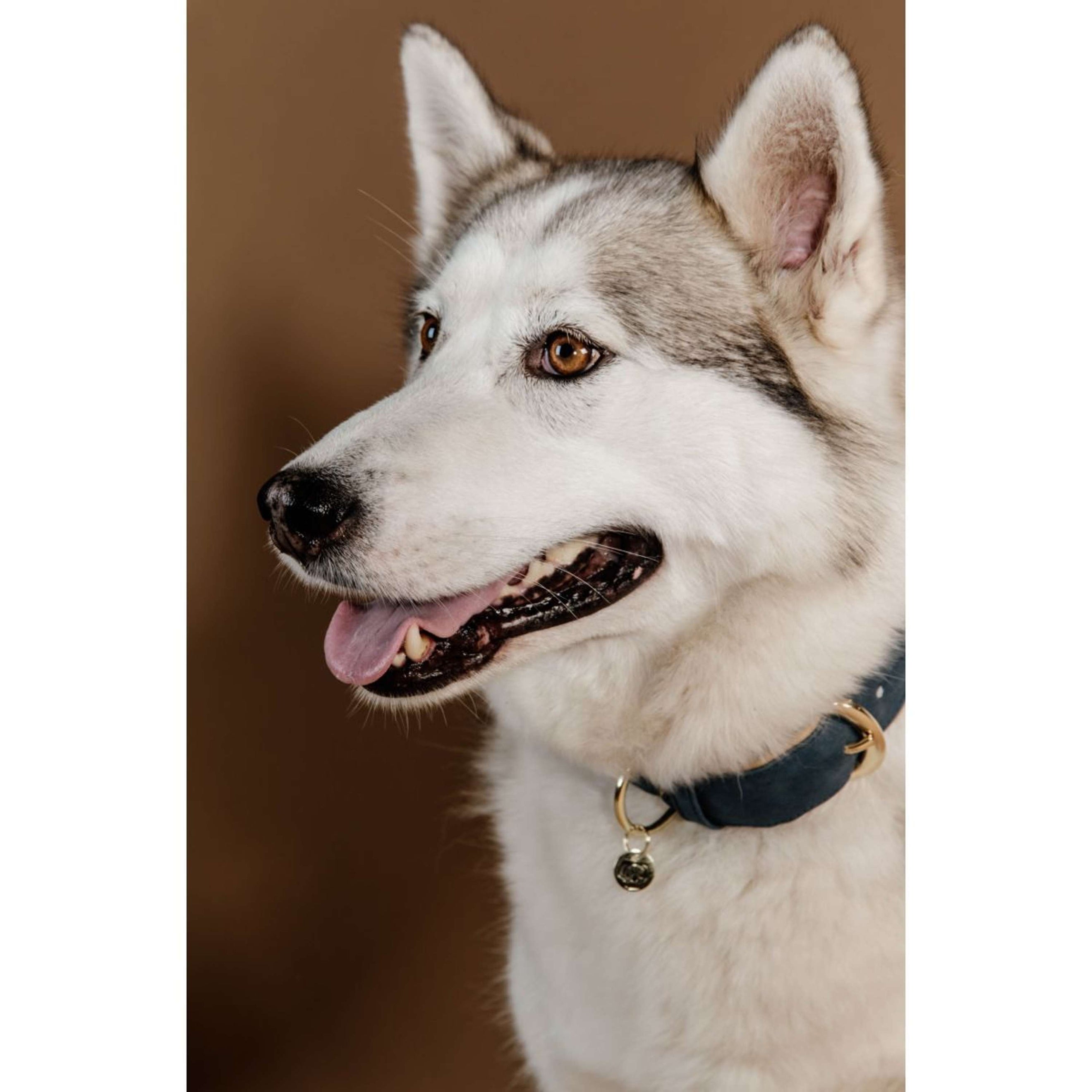 Kentucky Hondenhalsband Soft Vegan Leather Navy/Beige Kentucky Hondenhalsband Soft Vegan Leather Navy/Beige