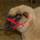 Kerbl Schapenhalster Polypropyleen Rood