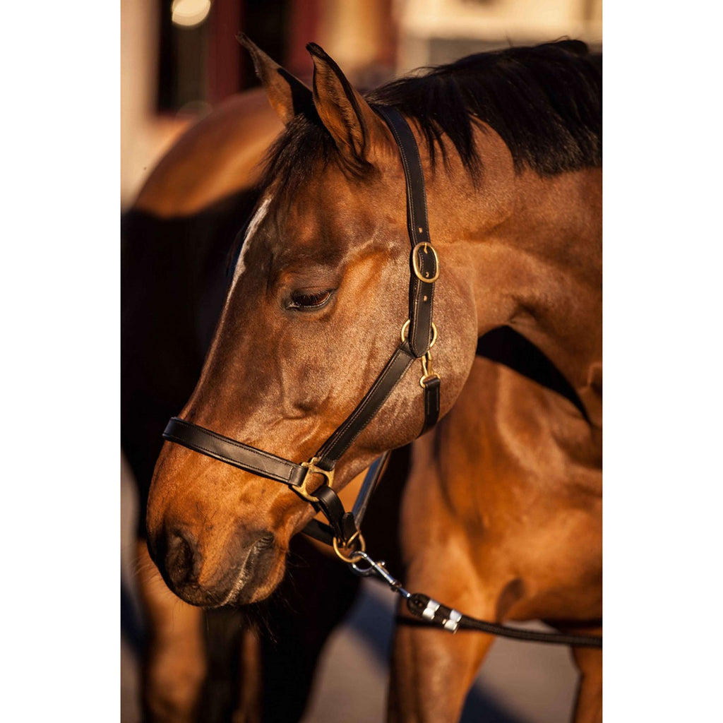 Covalliero Halster Robuust Leder Bruin