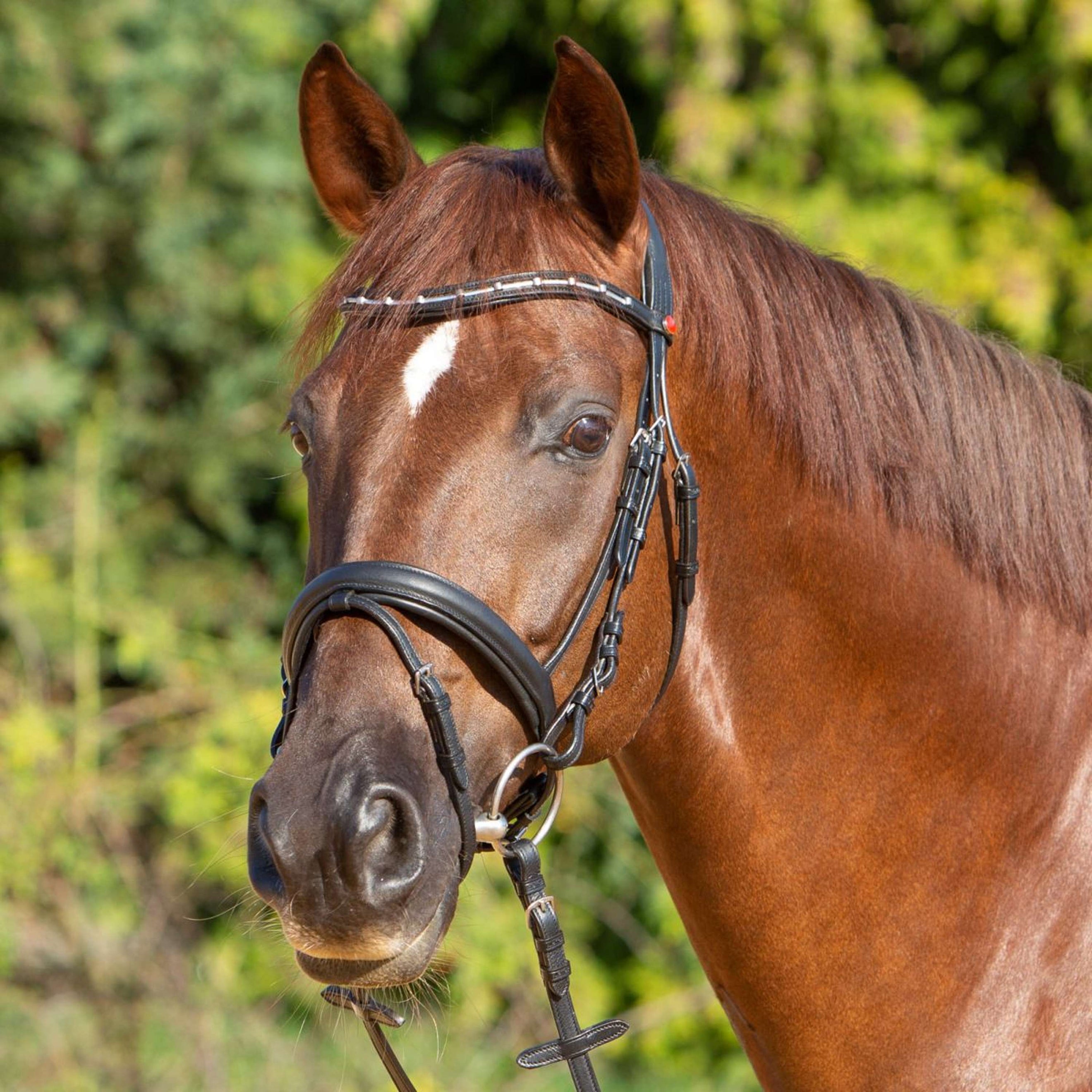 Kieffer Hoofdstel Ultrasoft Economy II Zwart Kieffer Hoofdstel Ultrasoft Economy II Zwart