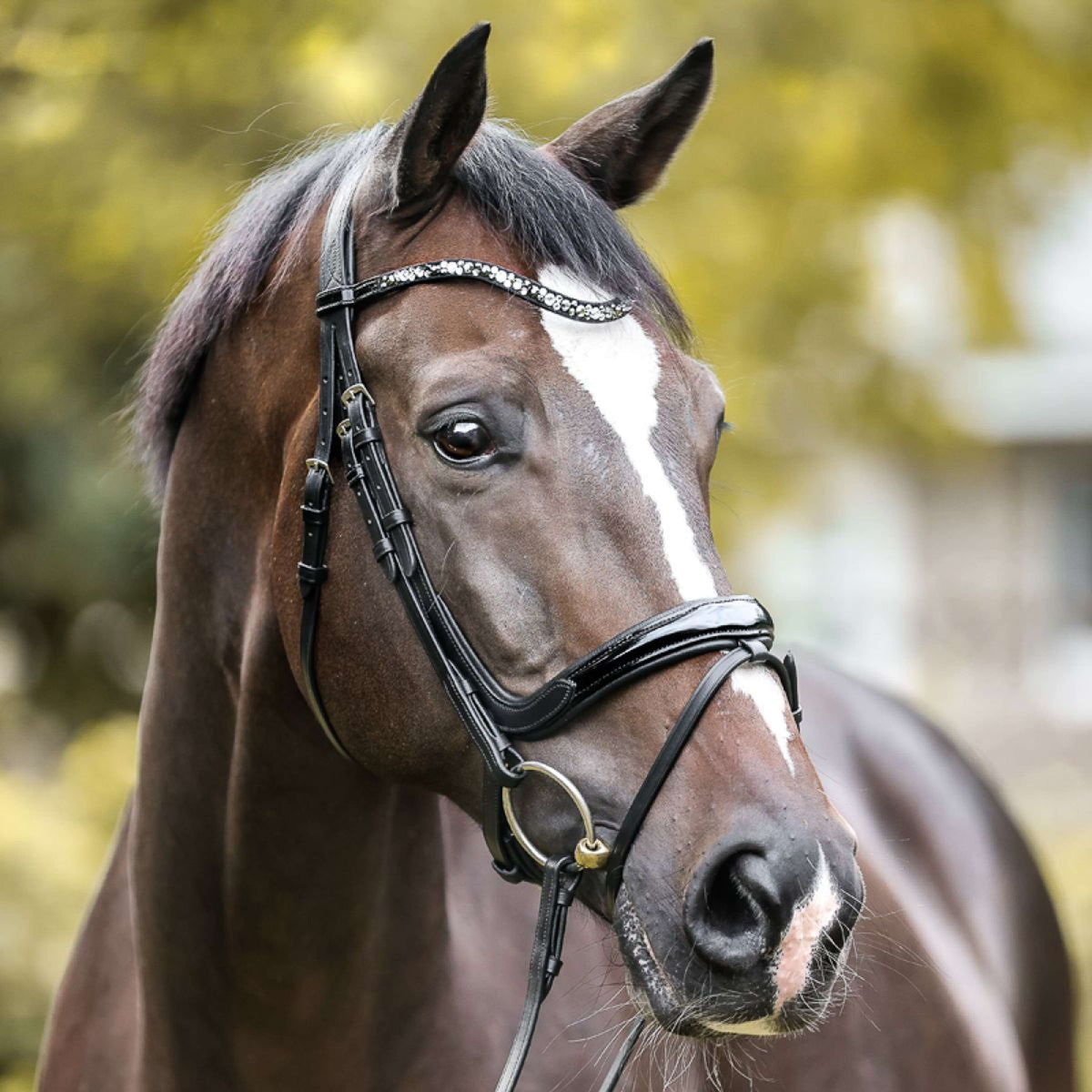 Kavalkade Hoofdstel Ivana Engels Zwart