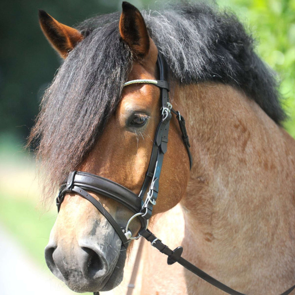 Kavalkade Trenshoofdstel Clinchesse Bruin/Zilver