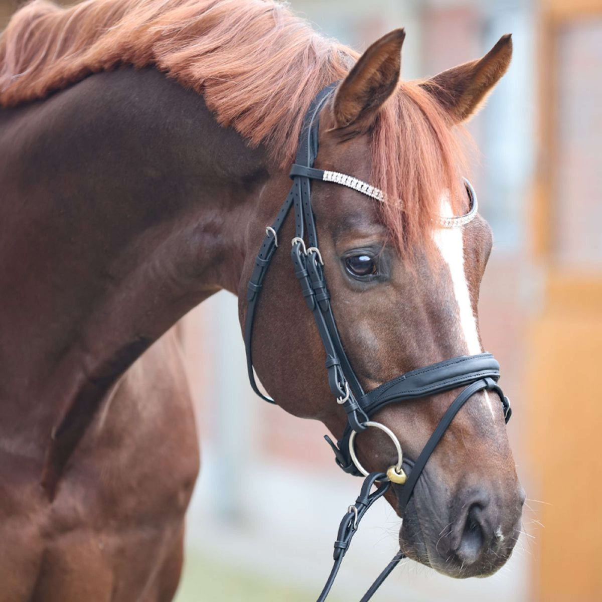 Kavalkade Hoofdstel Everness Zwart