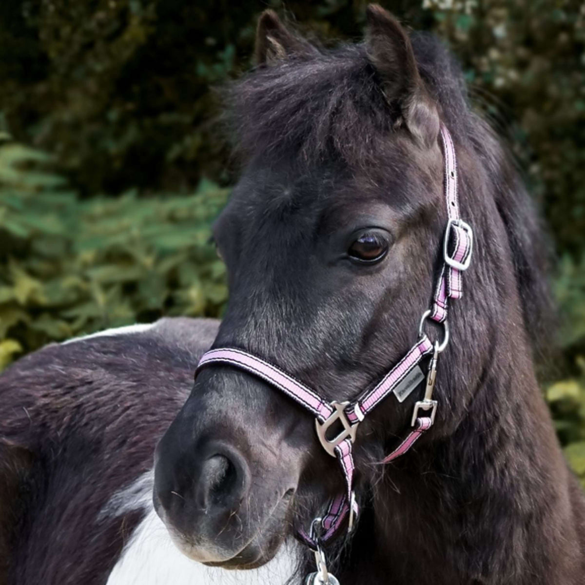 Kavalkade Halster Shorty Roze