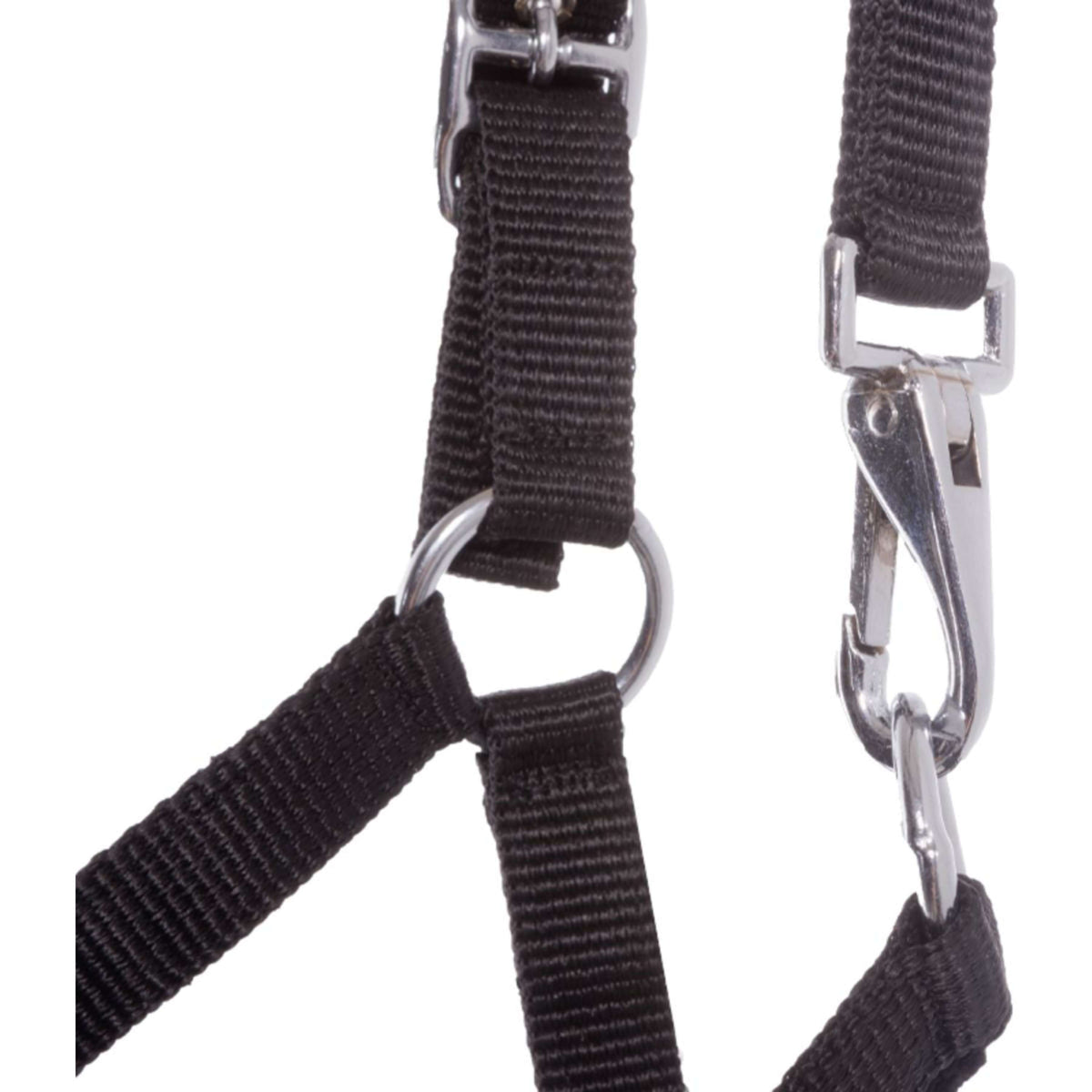 Kavalkade Veulen en Jaarlinghalster Blauw