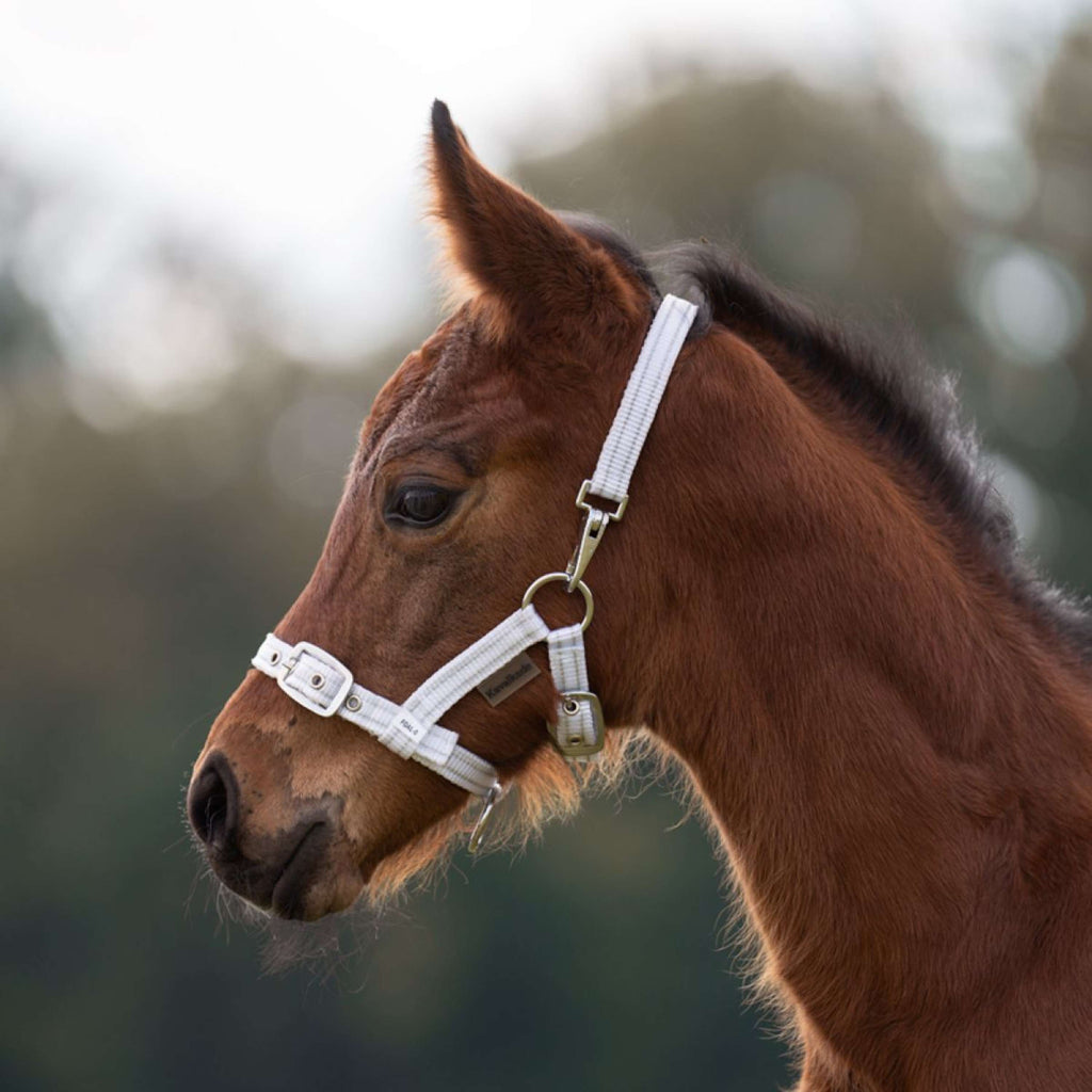 Kavalkade Halster Foal/Yearling Wit/Zilver