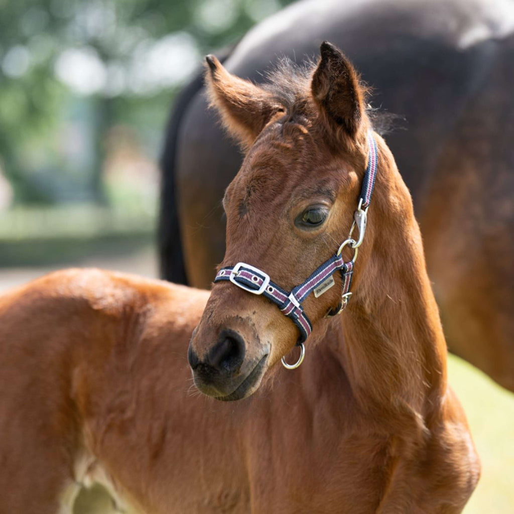 Kavalkade Halster Foal/Yearling Navy/Bordeaux/Zilver