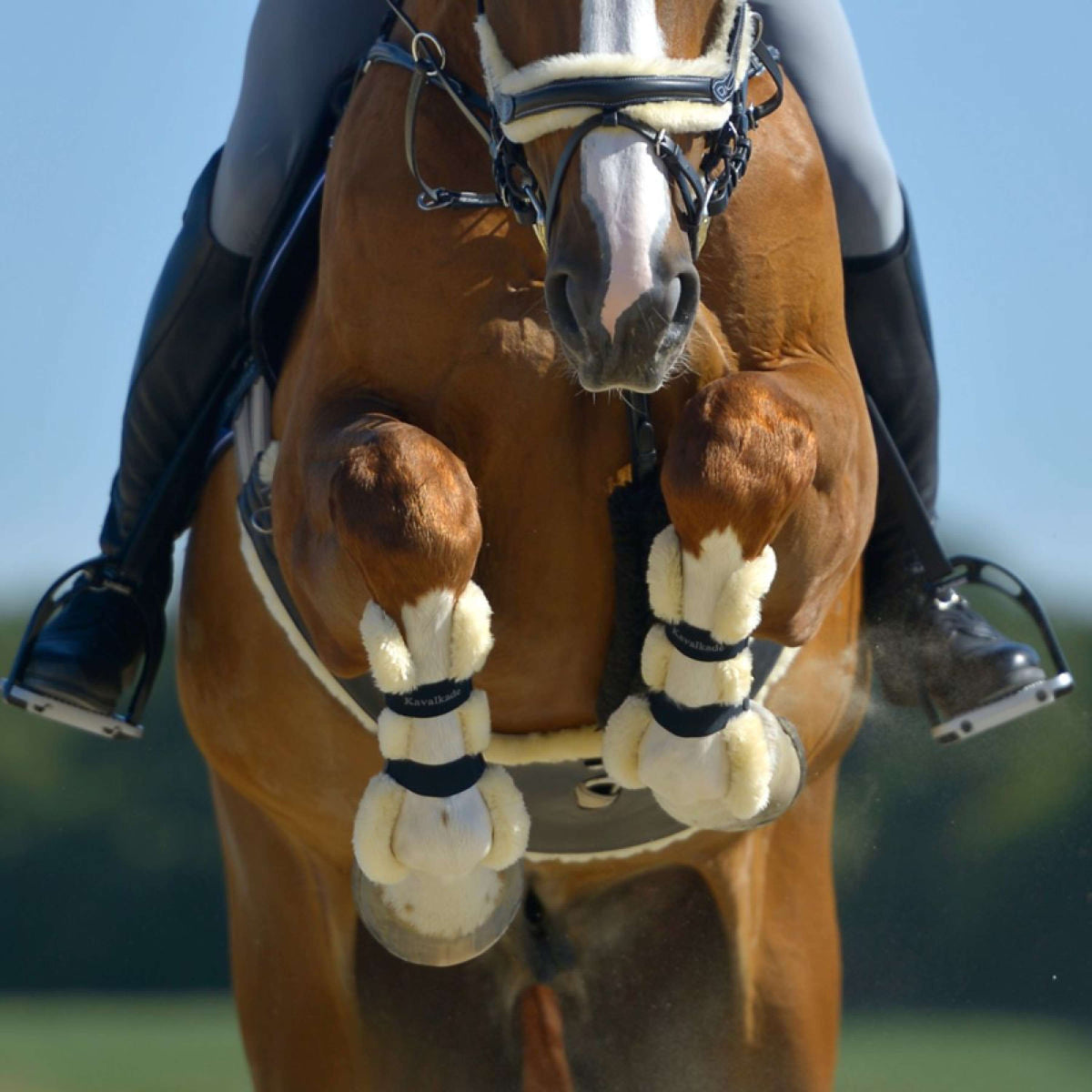 Kavalkade Peesbeschermers Compete 'n Wool Zwart