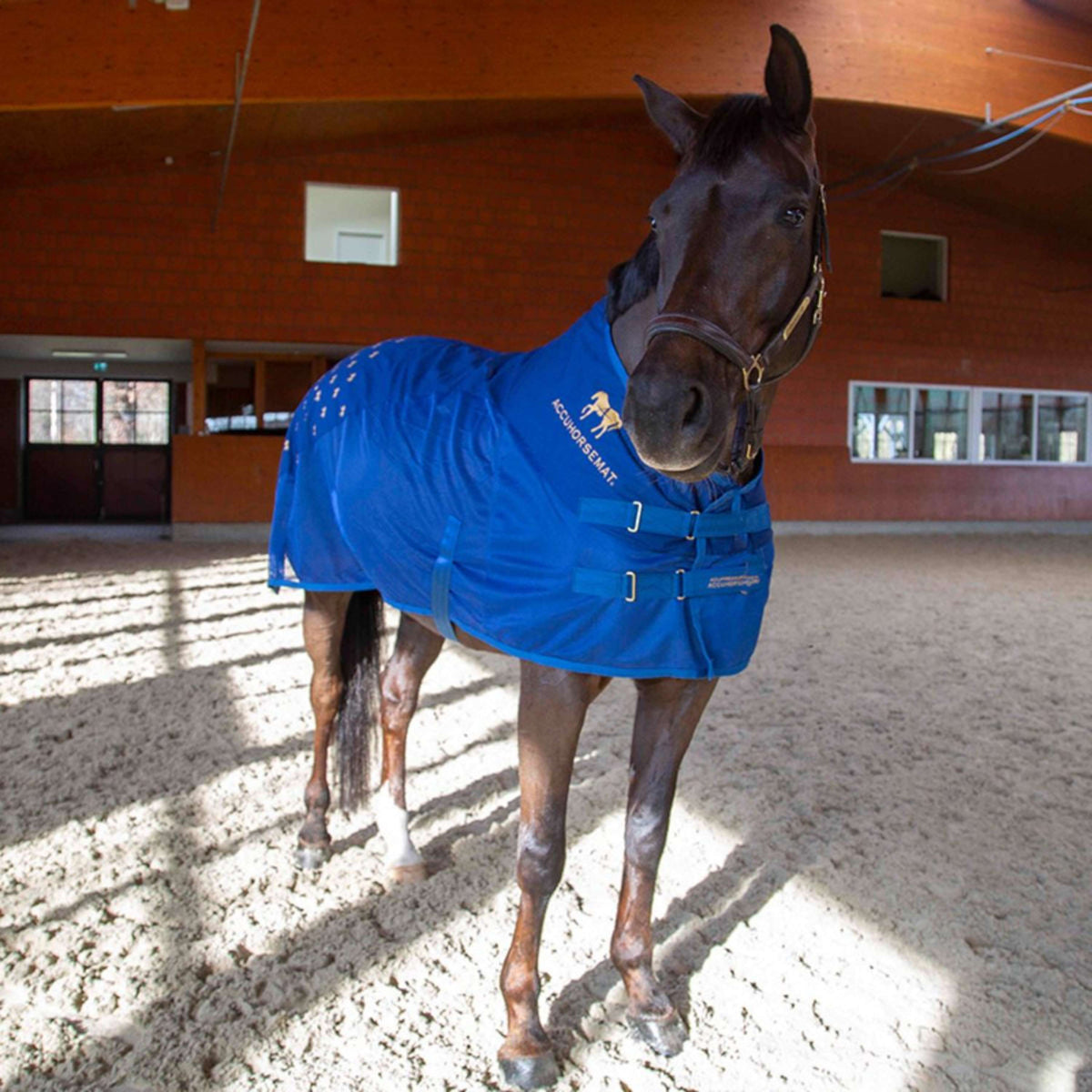 Accuhorsemat Deken Cooler met Accupressure Mat Blauw