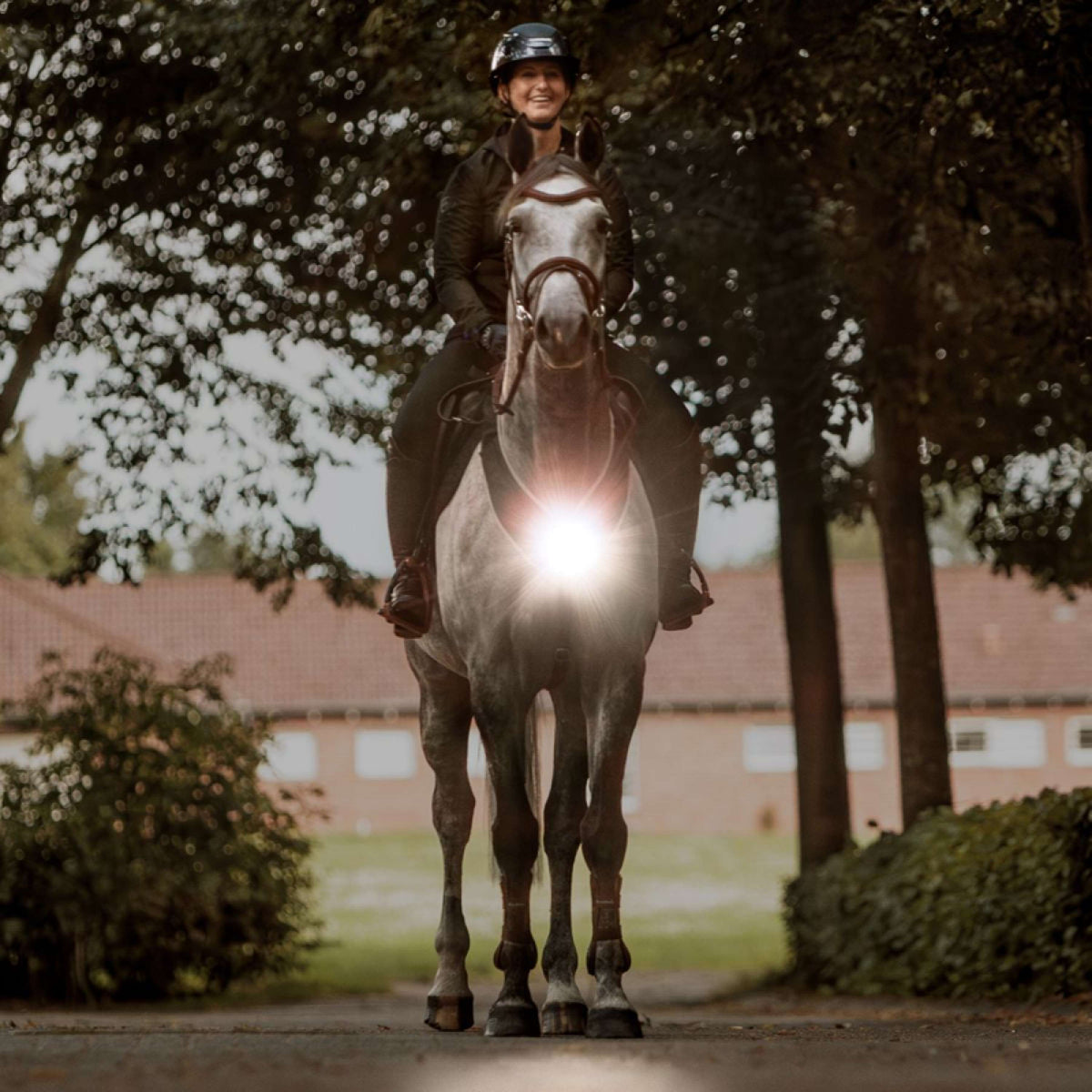 Kavalkade Borsttuig/Zadel Horselight Zwart/Grijs