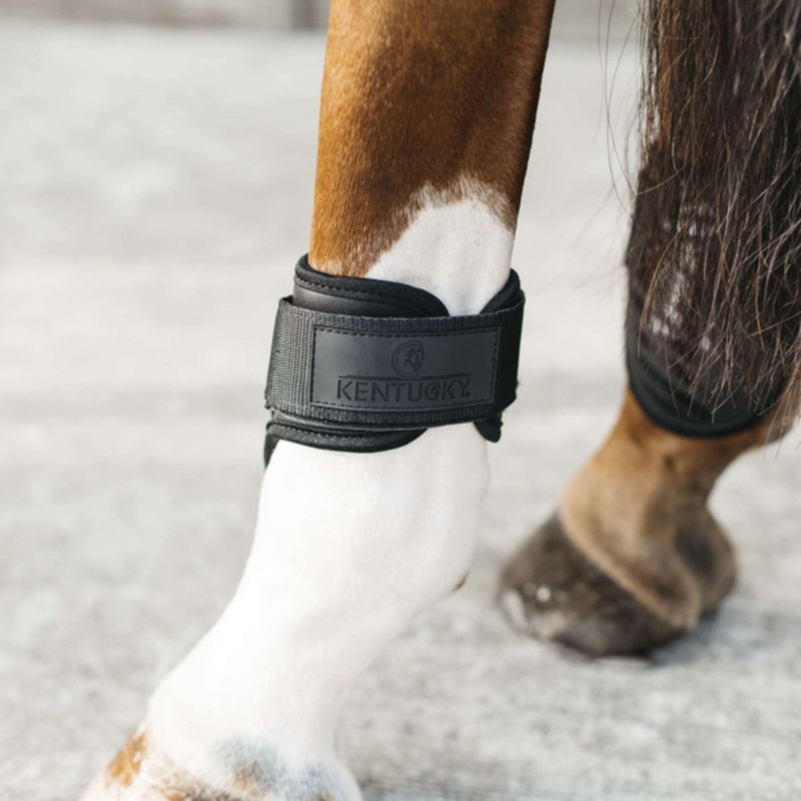 Kentucky Strijklappen Young Horse Zwart Kentucky Strijklappen Young Horse Zwart