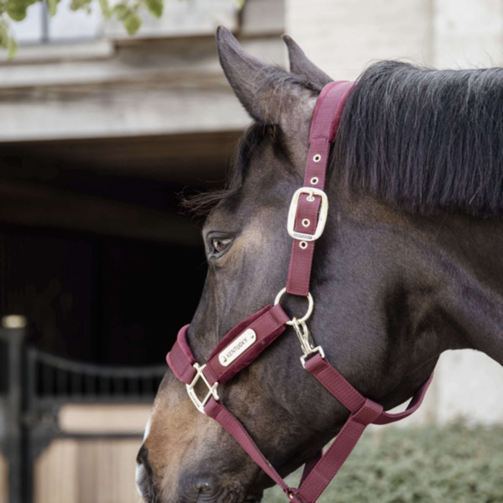 Kentucky Halster Velvet Bordeaux