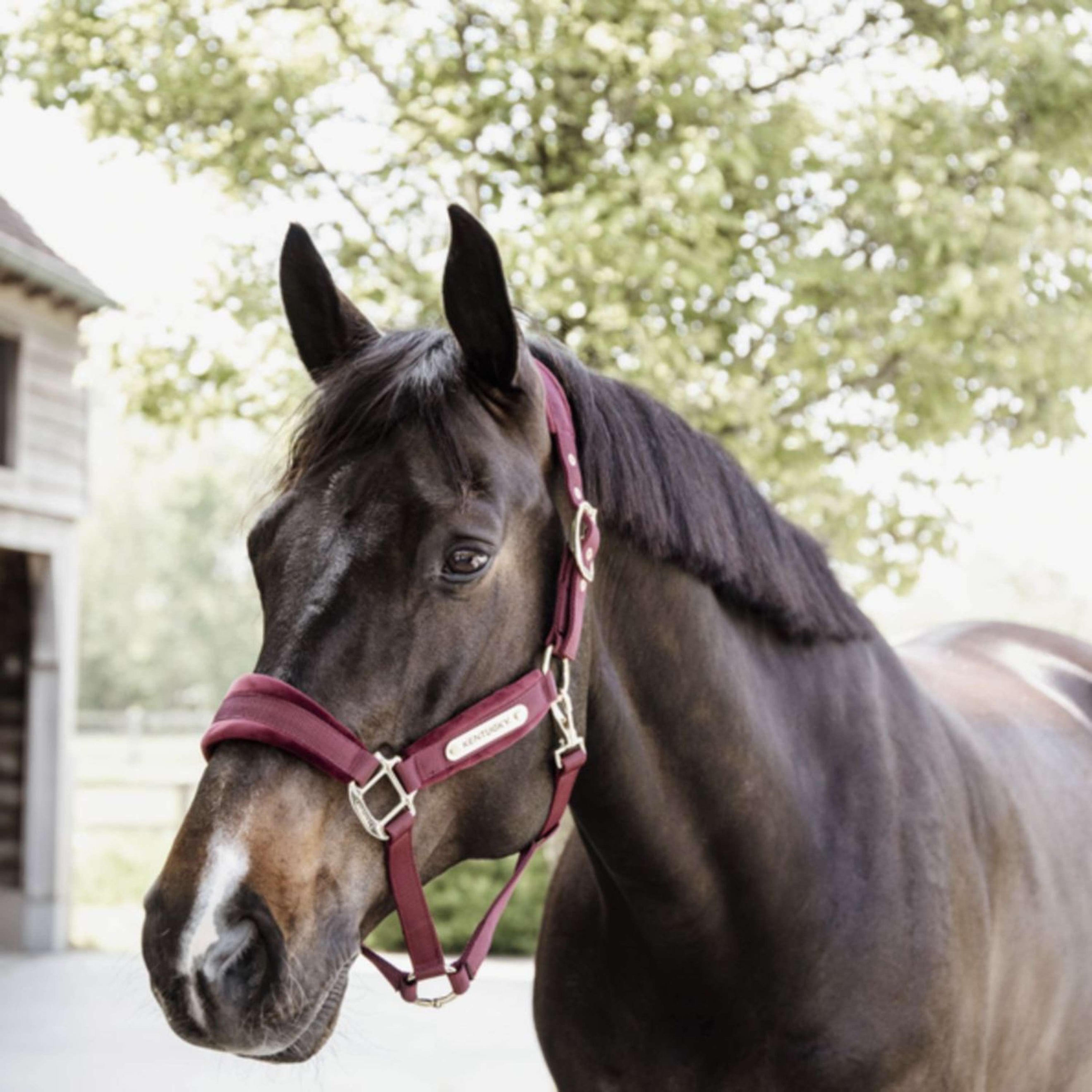 Kentucky Halster Velvet Bordeaux Kentucky Halster Velvet Bordeaux