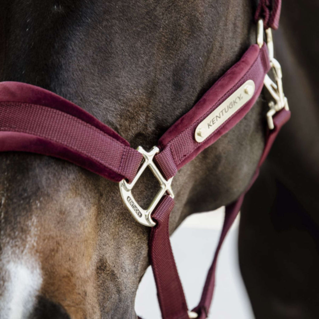 Kentucky Halster Velvet Bordeaux