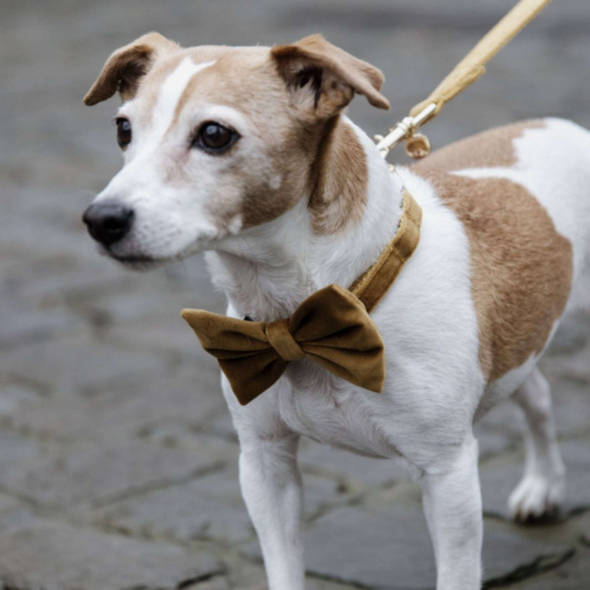 Kentucky Bow Tie Velvet Mustard