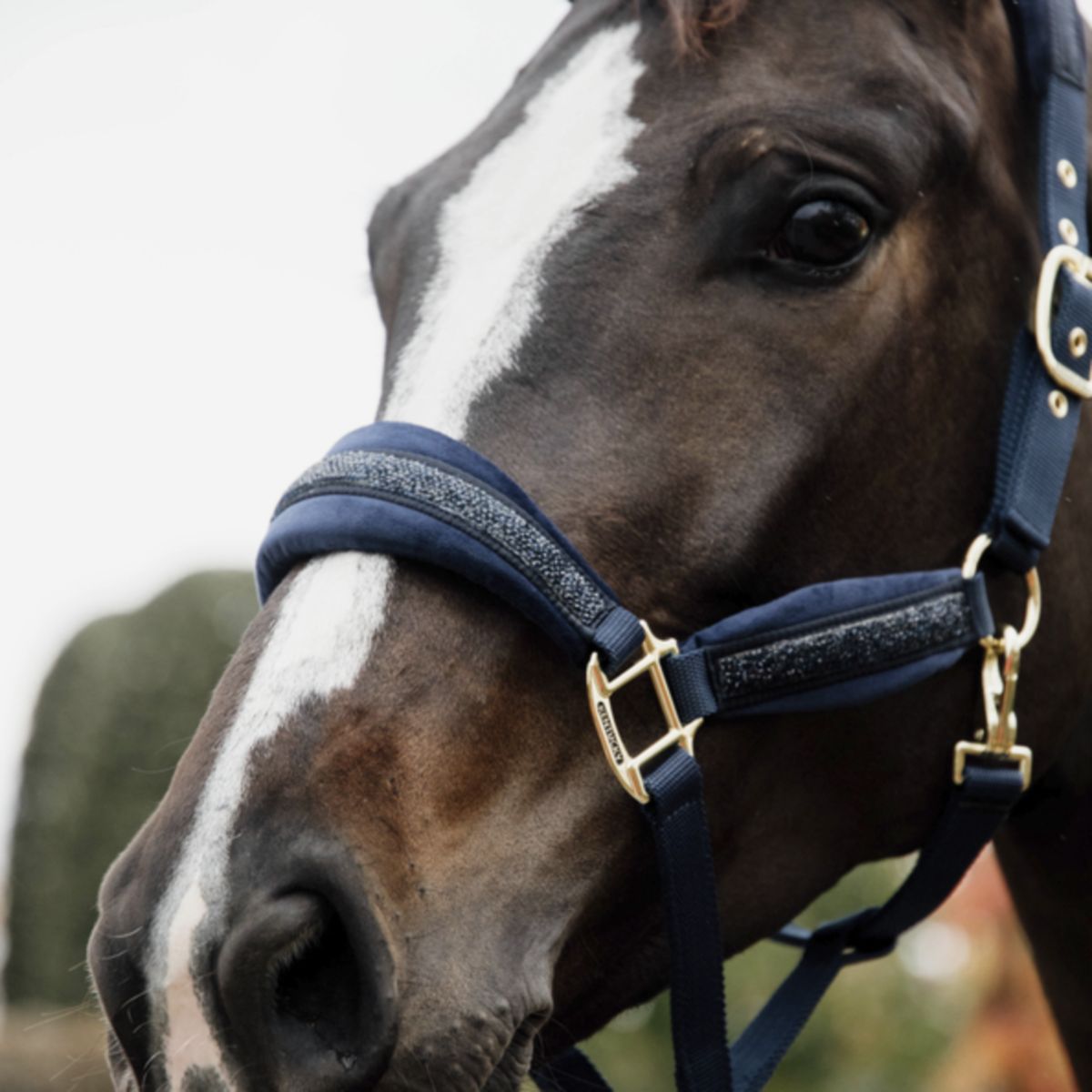 Kentucky Halster Glitter Stone Navy