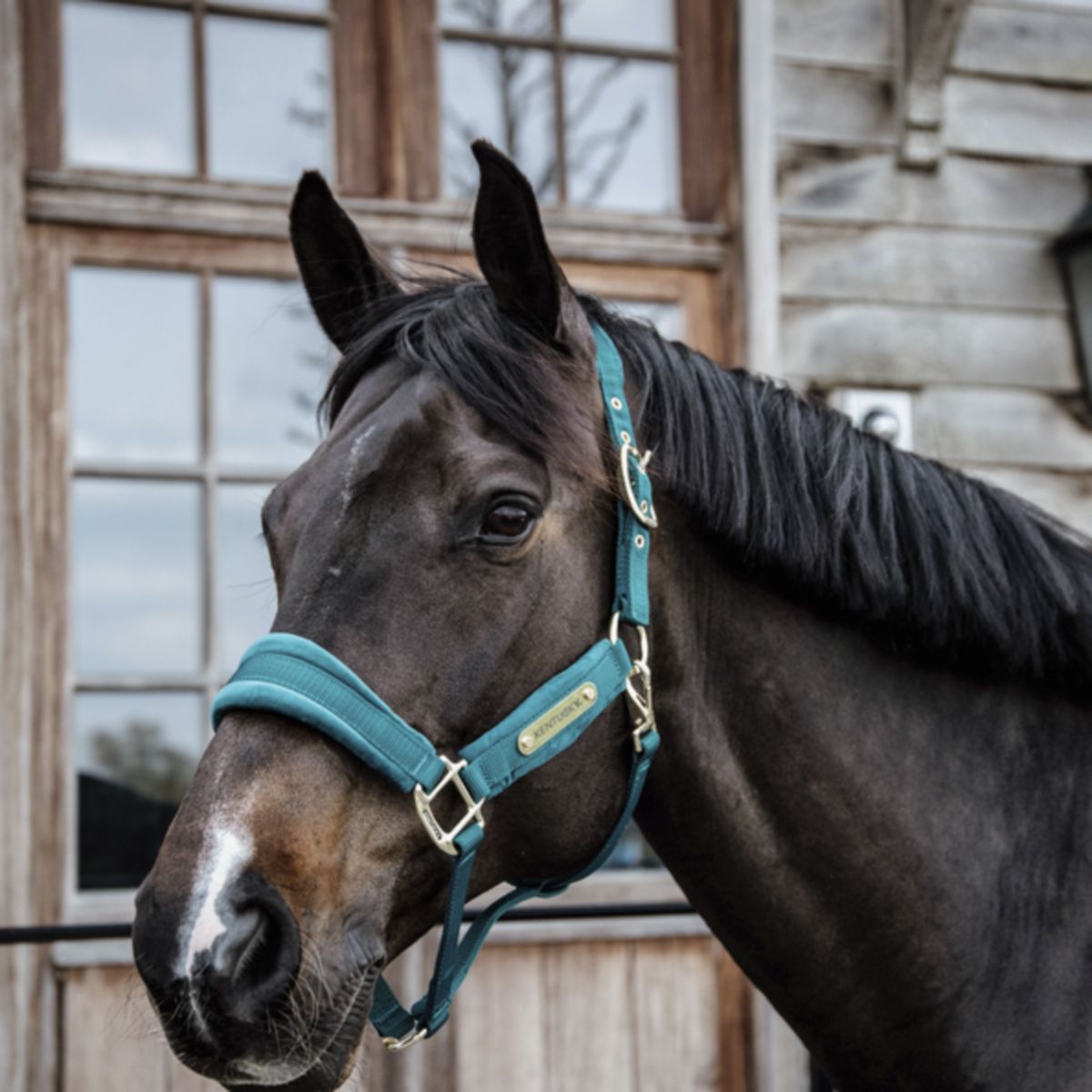 Kentucky Halster Velvet Emerald