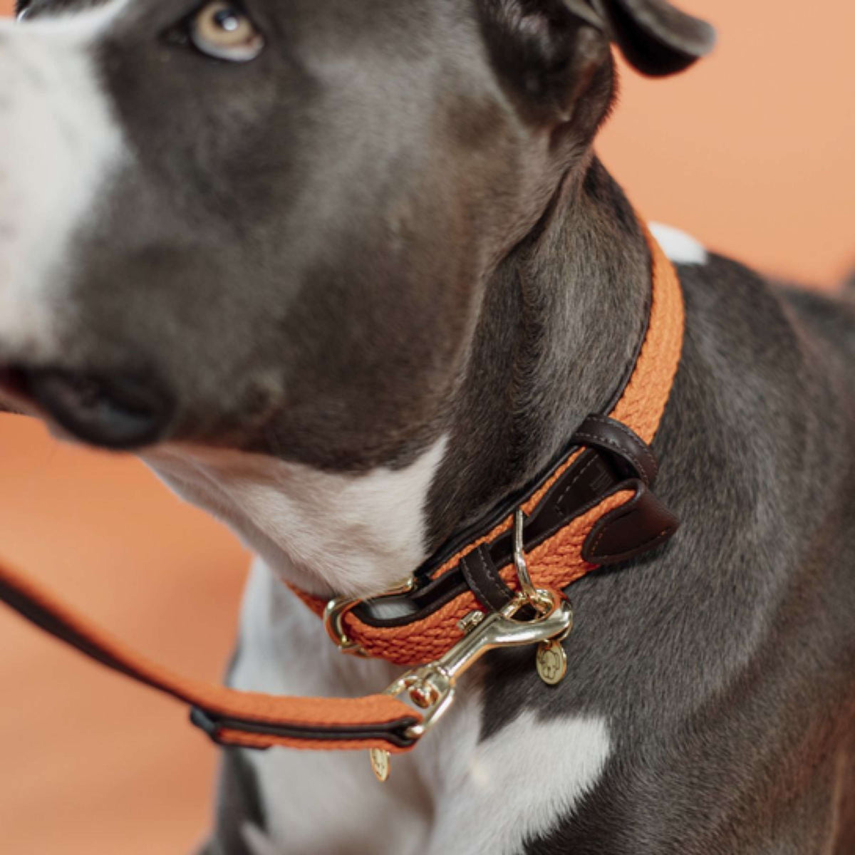 Kentucky Halsband Plaited Nylon Oranje