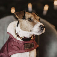 Kentucky Halsband Corduroy Bordeaux