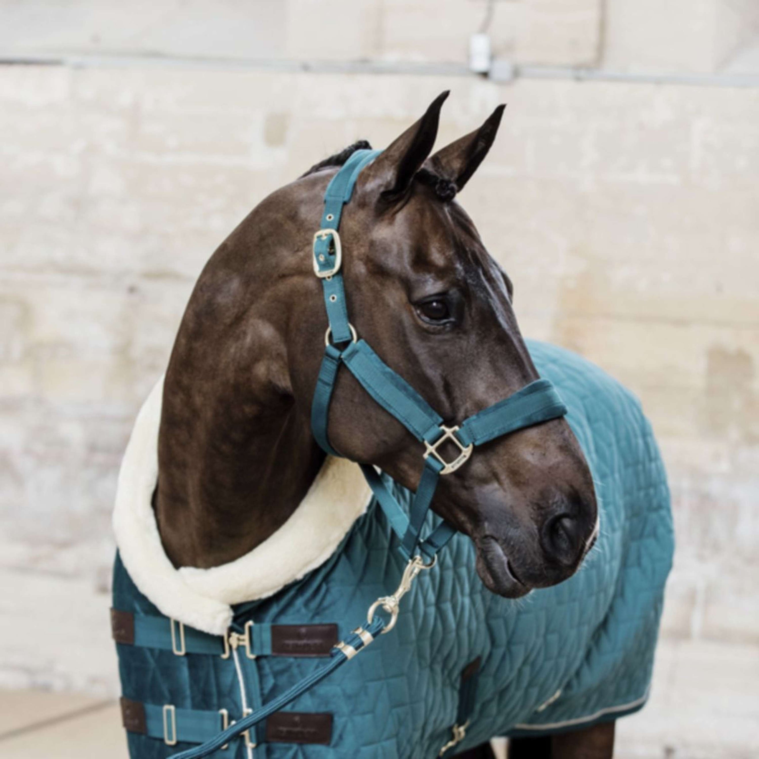 Kentucky Halster Velvet Emerald Kentucky Halster Velvet Emerald