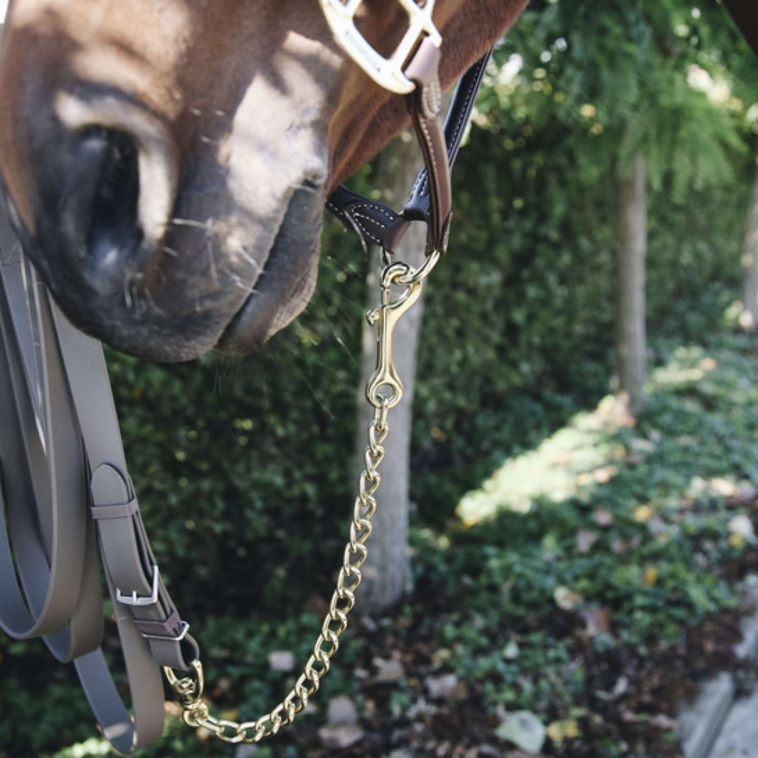 Kentucky Hengstenketting