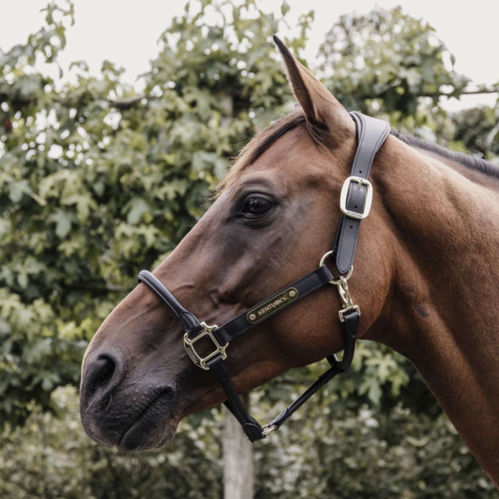 Kentucky Halster Anatomisch Leer Zwart