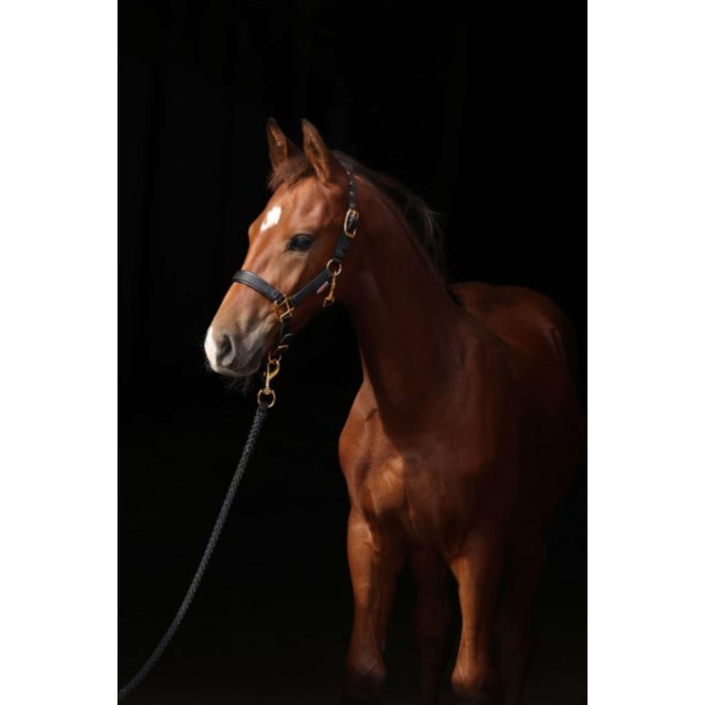 Covalliero Veulenhalster TopLine Zwart