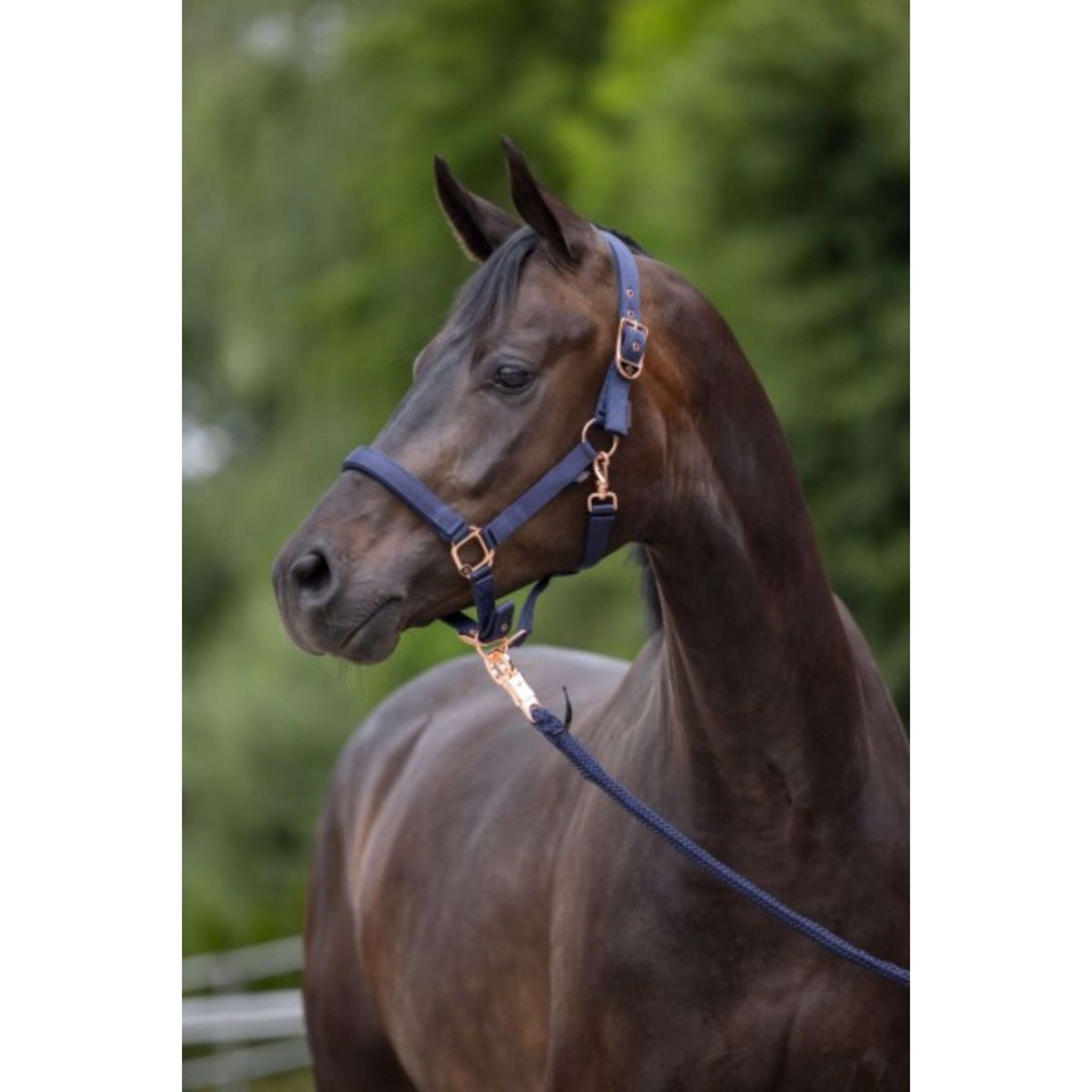 Covalliero Halster Classy Navy Covalliero Halster Classy Navy