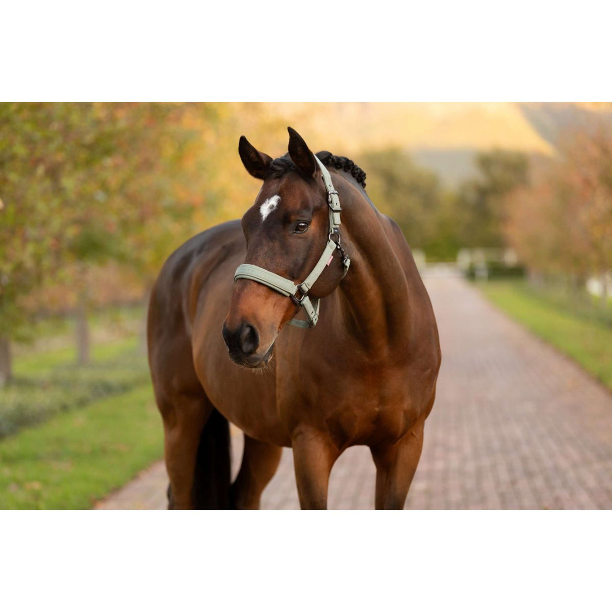 LeMieux Halster Essence Rosemary