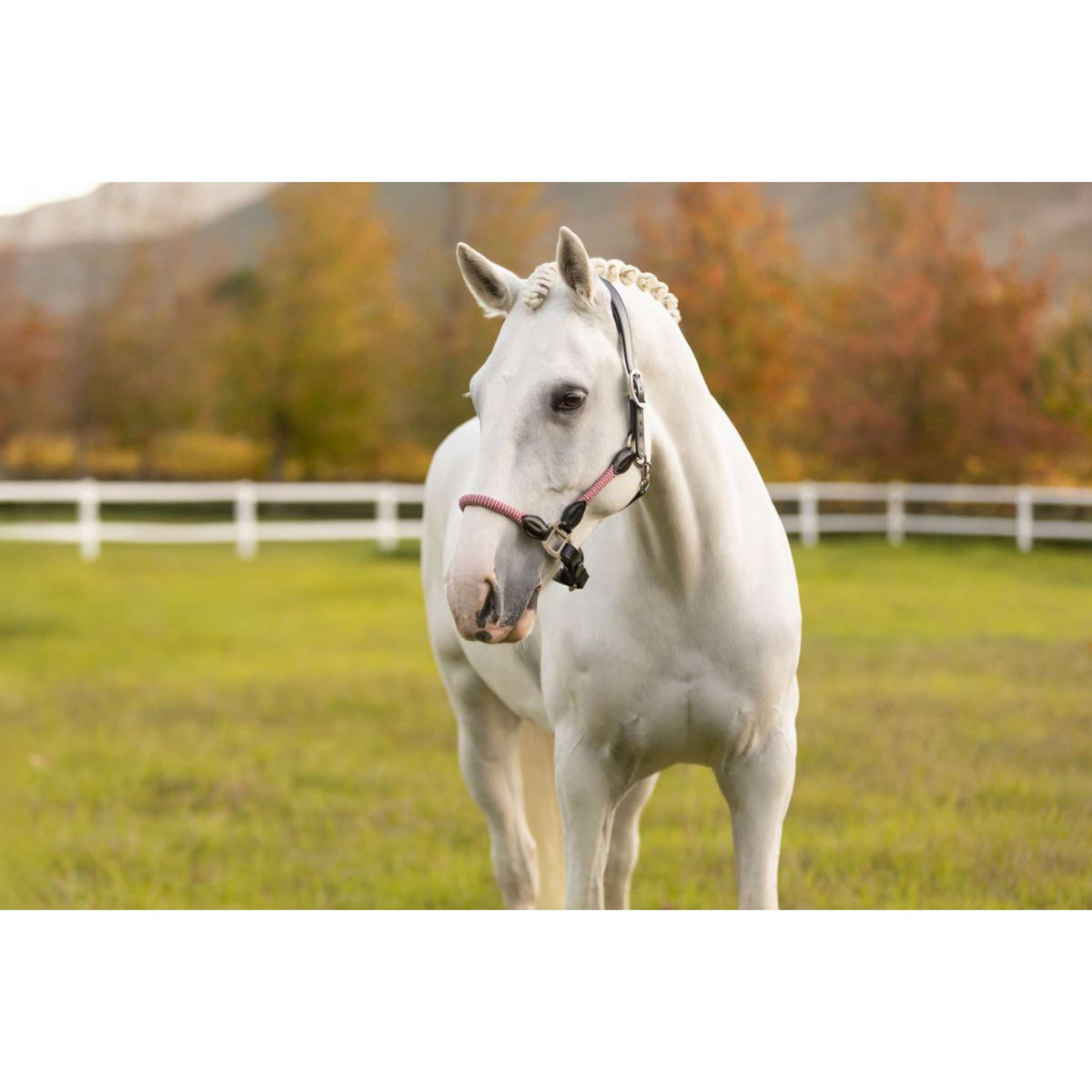 LeMieux Halster Ropella Cranberry