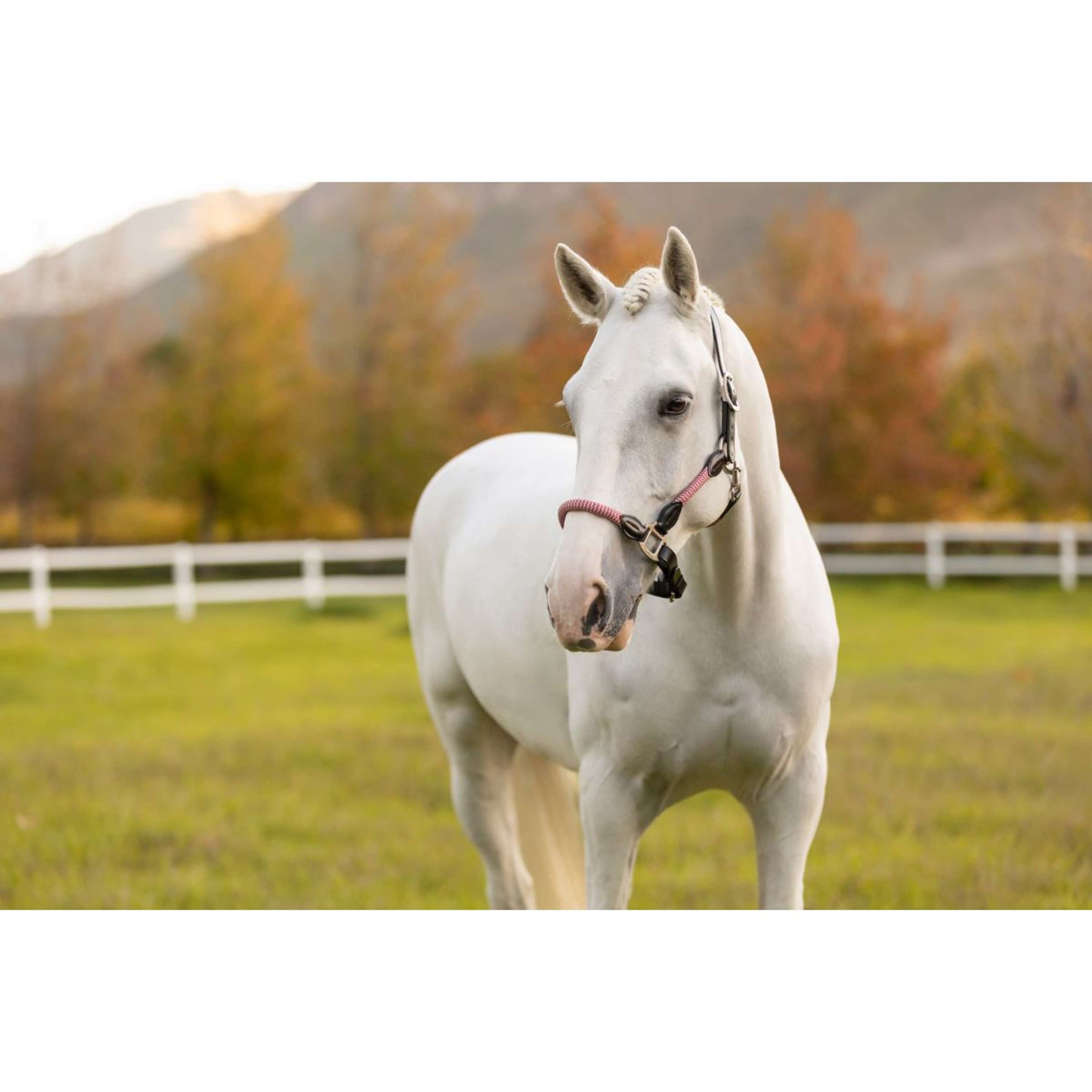 LeMieux Halster Ropella Cranberry LeMieux Halster Ropella Cranberry