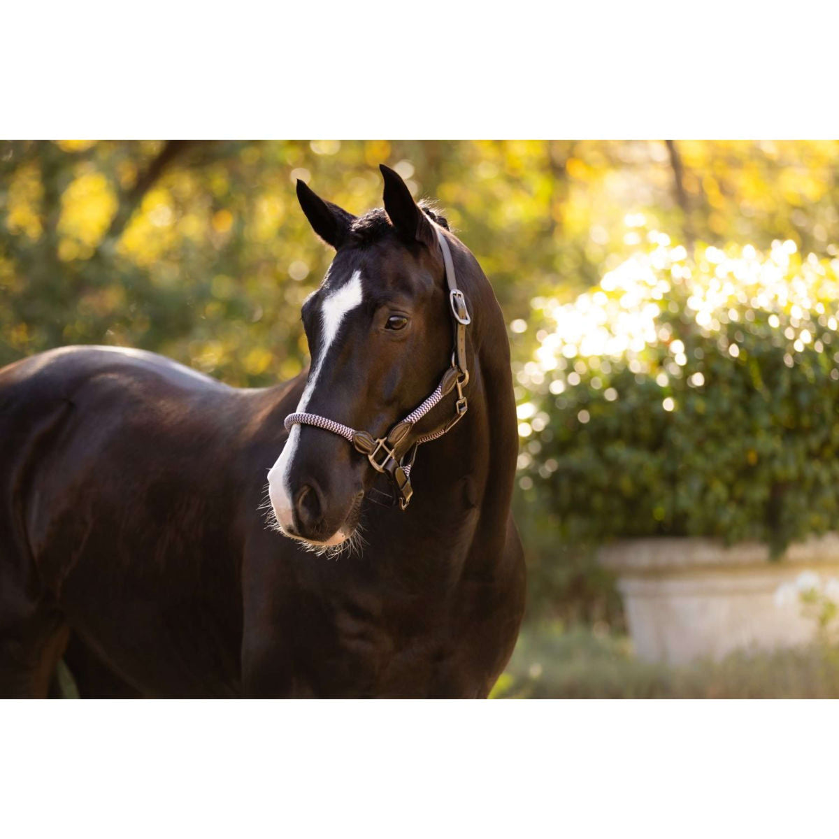 LeMieux Halster Ropella Lilac