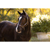 LeMieux Halster Ropella Lilac