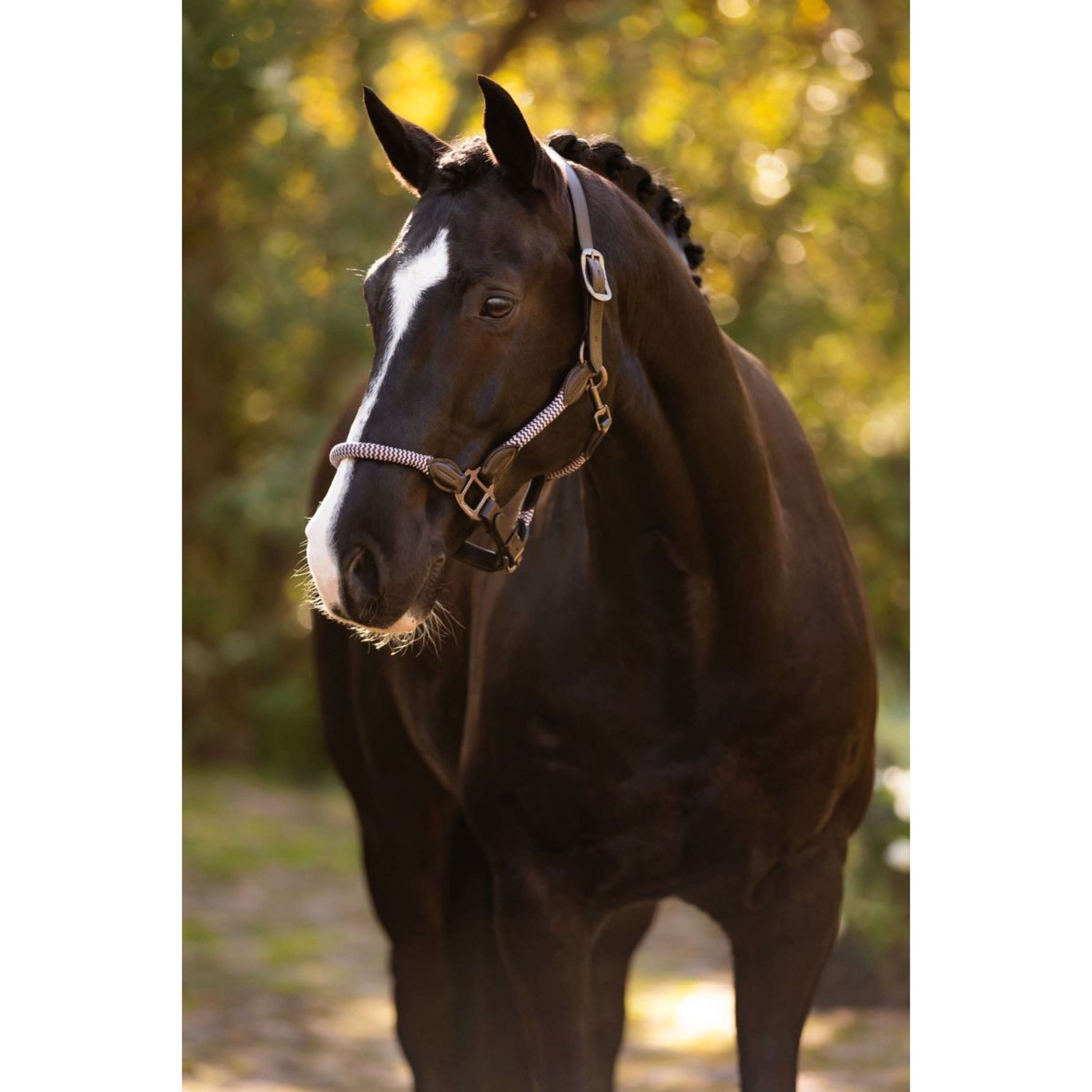 LeMieux Halster Ropella Lilac