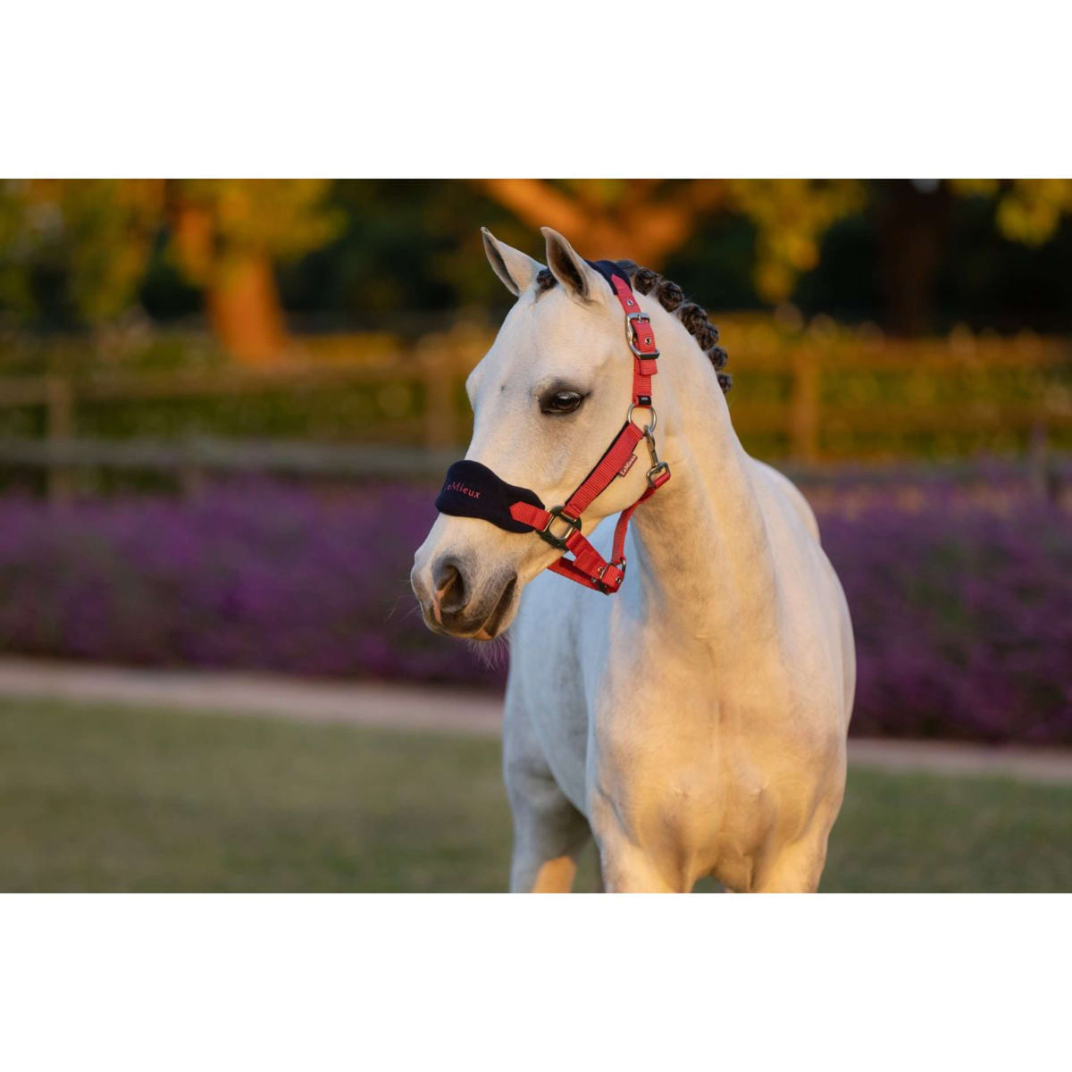 LeMieux Halsterset Mini Vogue Cranberry