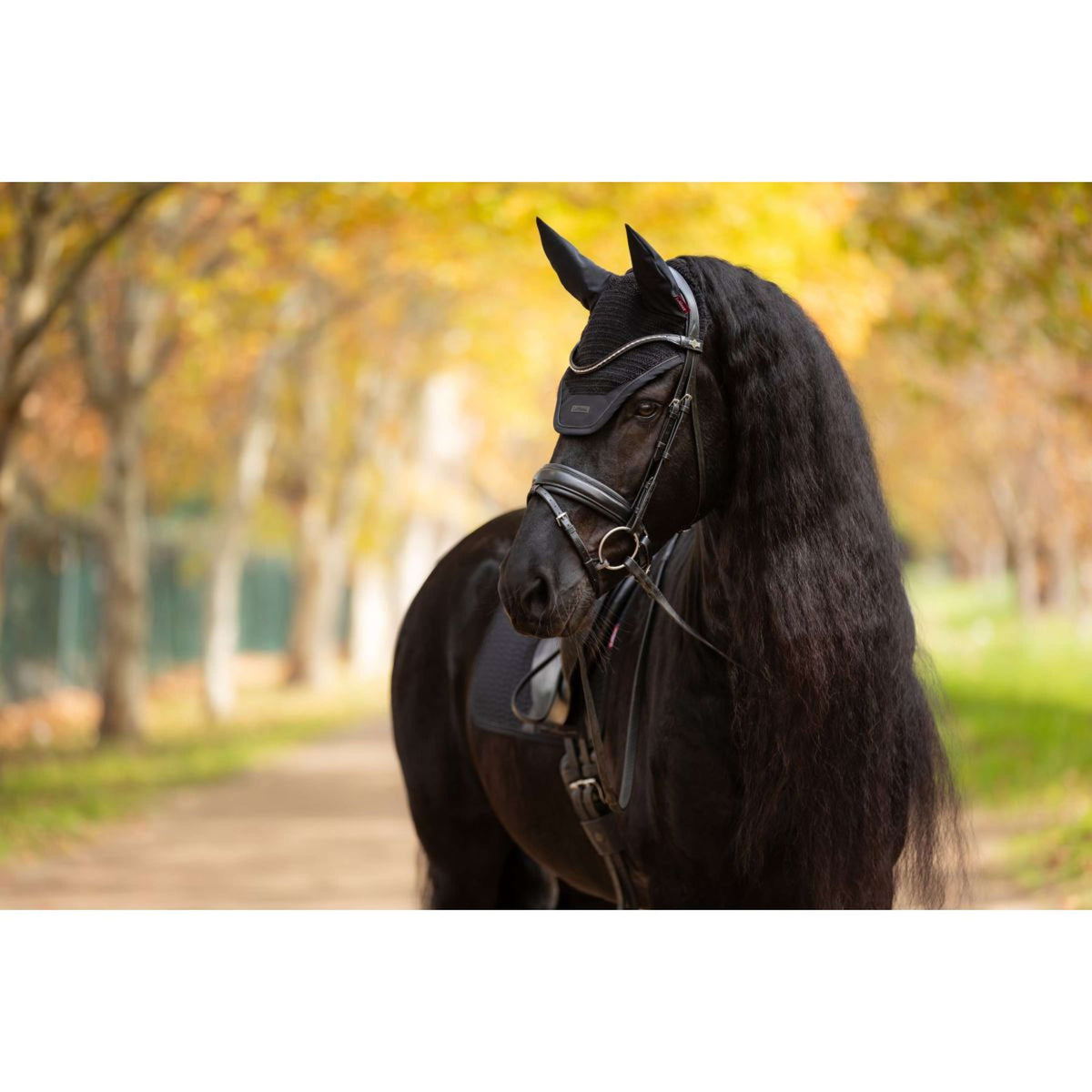 LeMieux Oornetje Essence Zwart