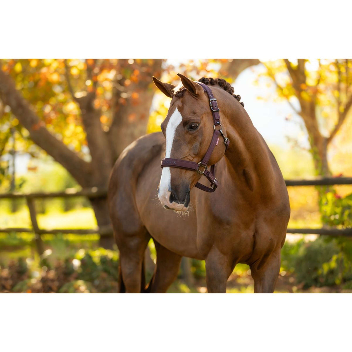 LeMieux Halster Essence Damson
