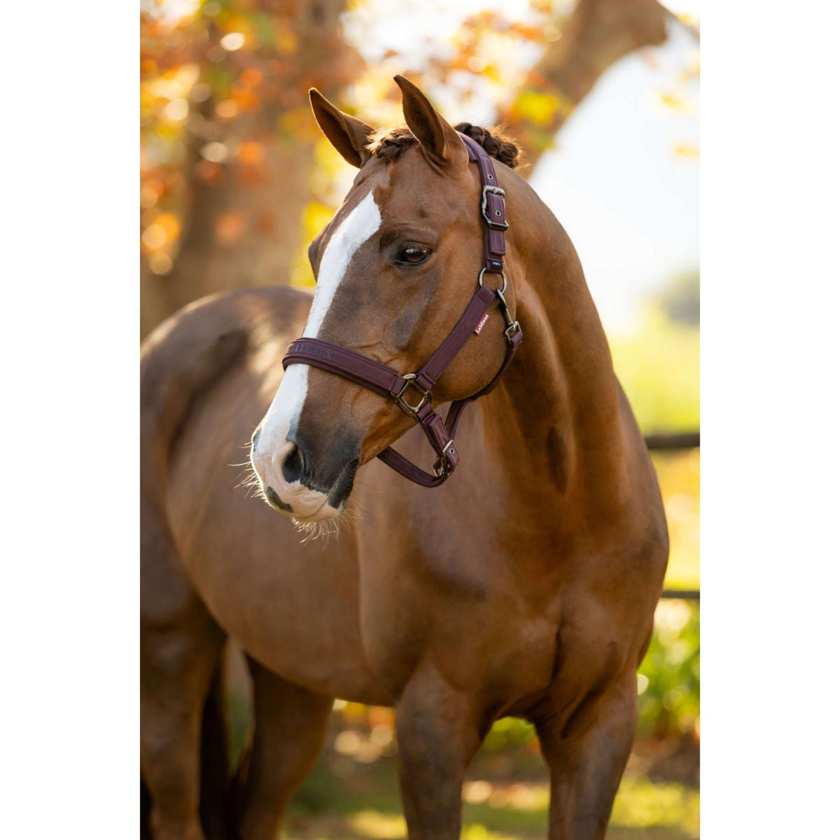 LeMieux Halster Essence Damson