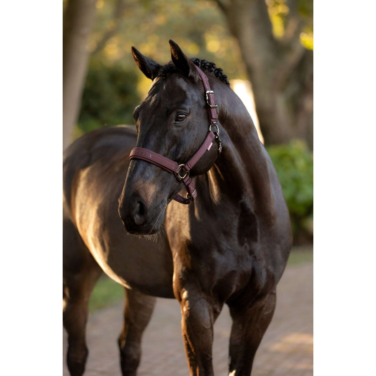 LeMieux Halster Essence Damson