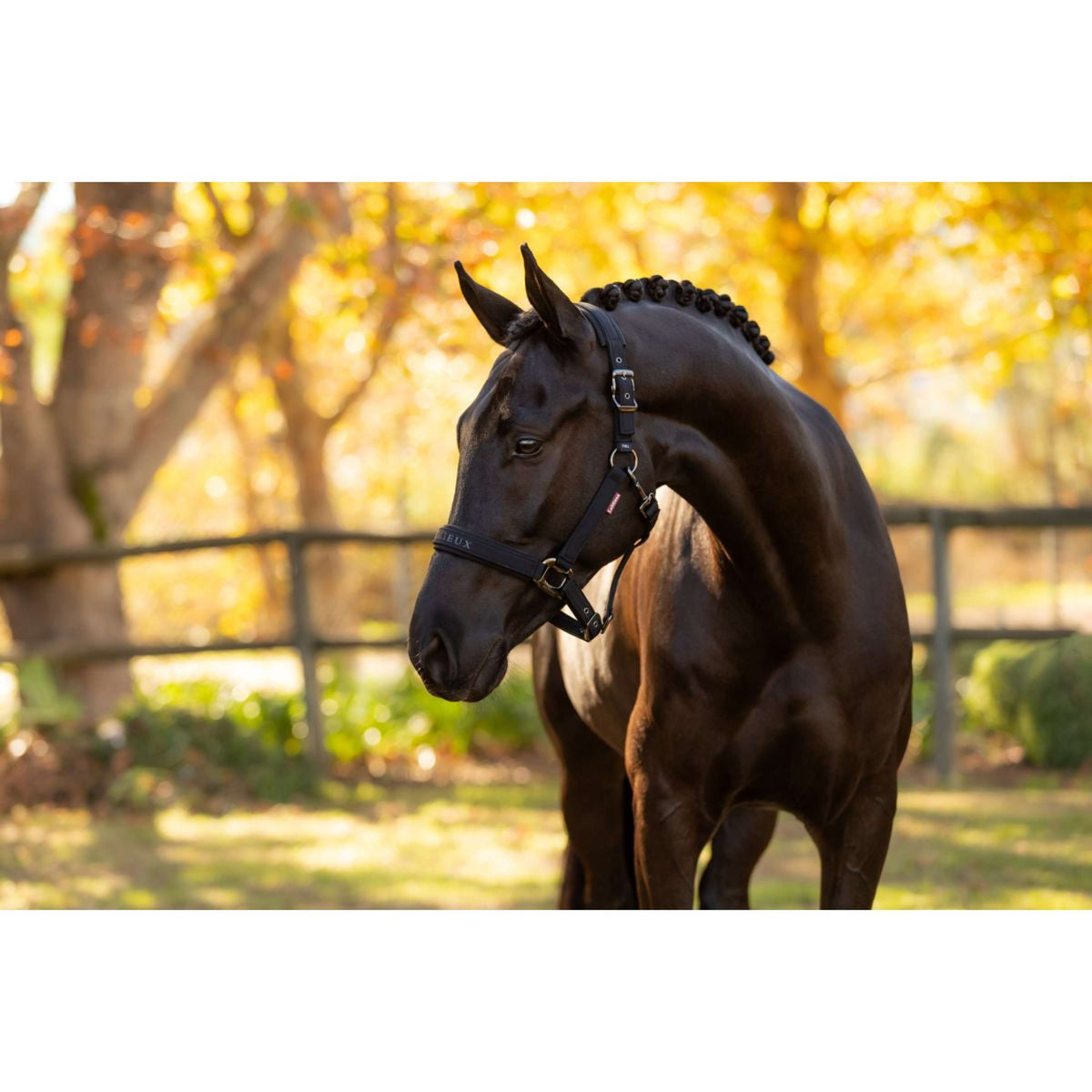 LeMieux Halster Essence Zwart