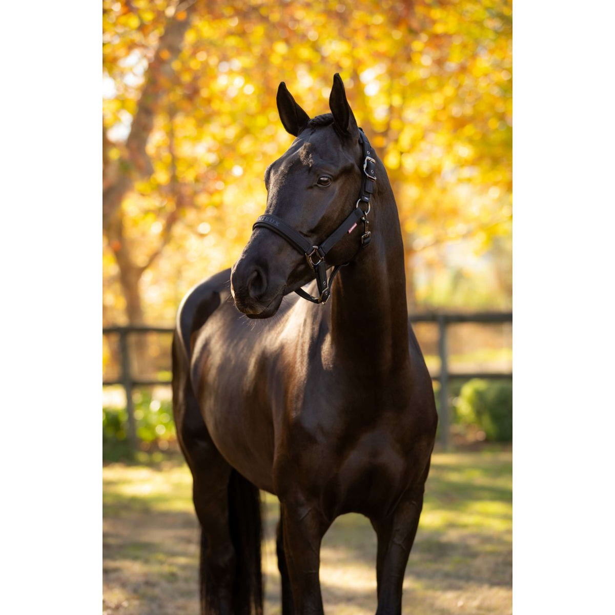 LeMieux Halster Essence Zwart