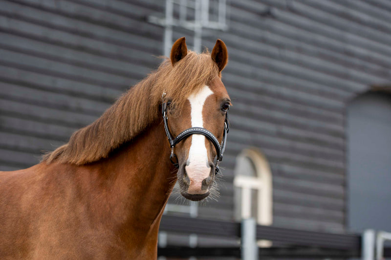 Paarden Was Set