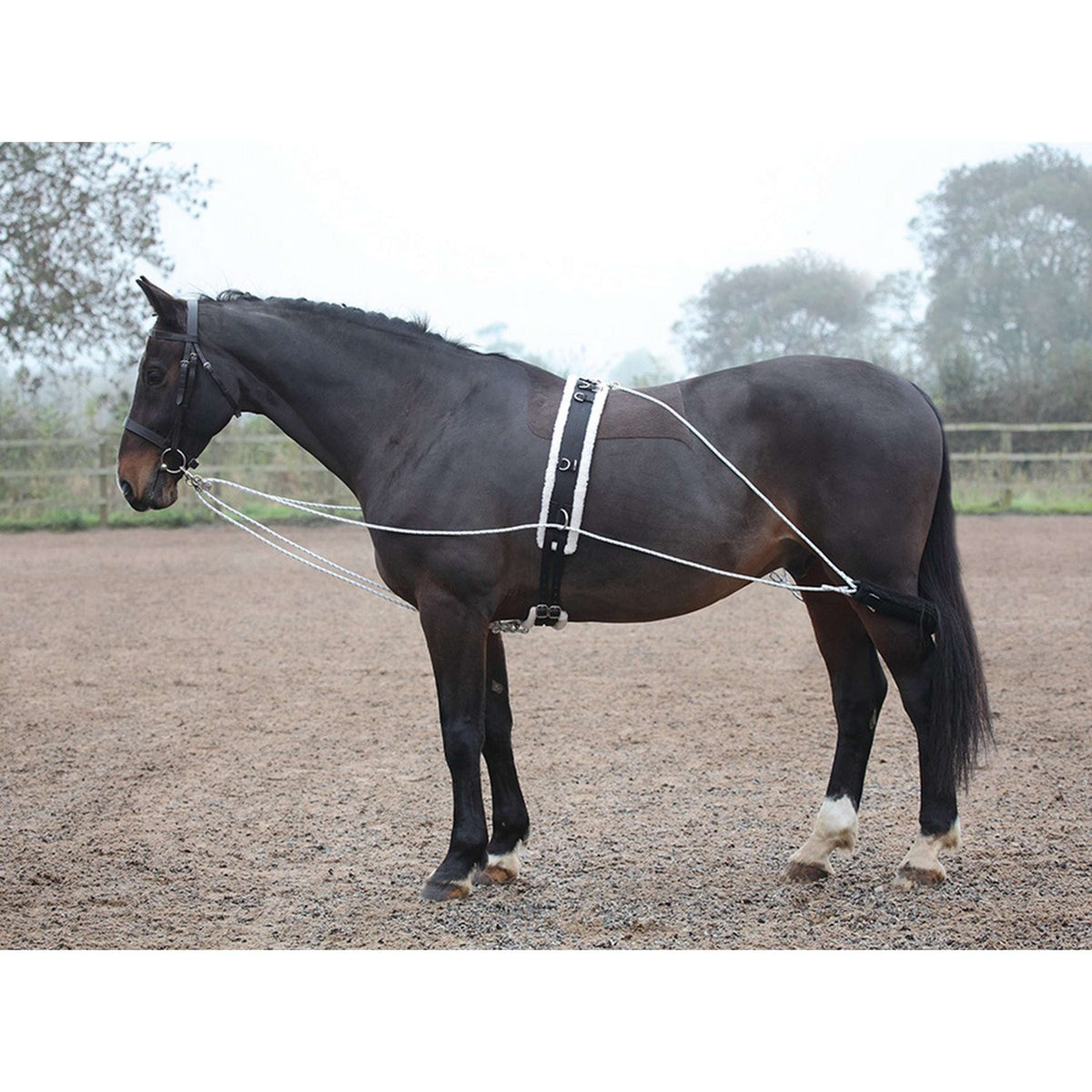 Shires Longeerhulp Black