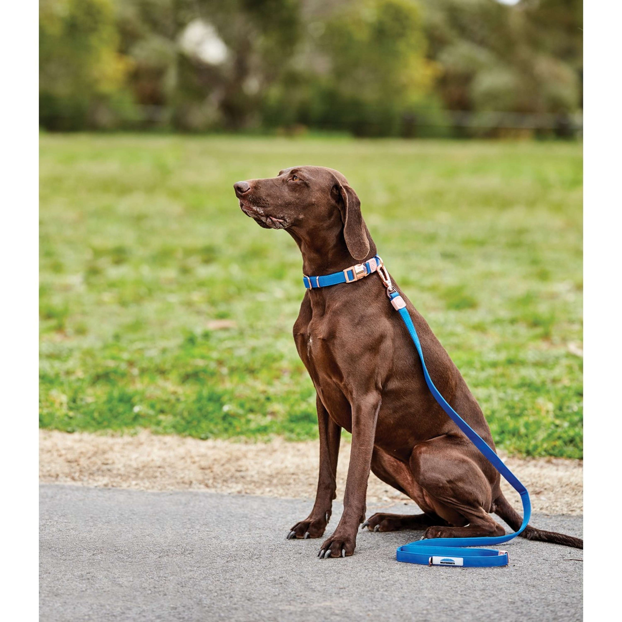 WeatherBeeta Dog Lead Elegance Blue WeatherBeeta Dog Lead Elegance Blue