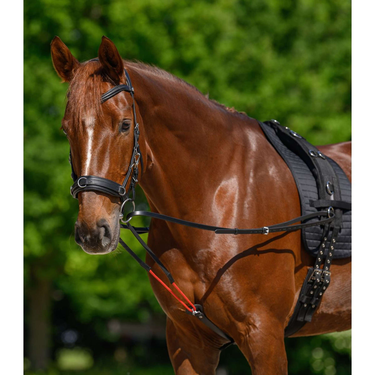 Waldhausen Teugels W-Train