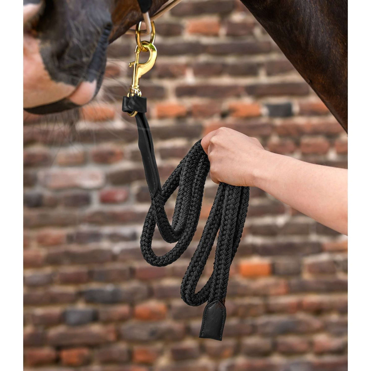 Waldhausen Halstertouw Royal met Musketonhaak Zwart