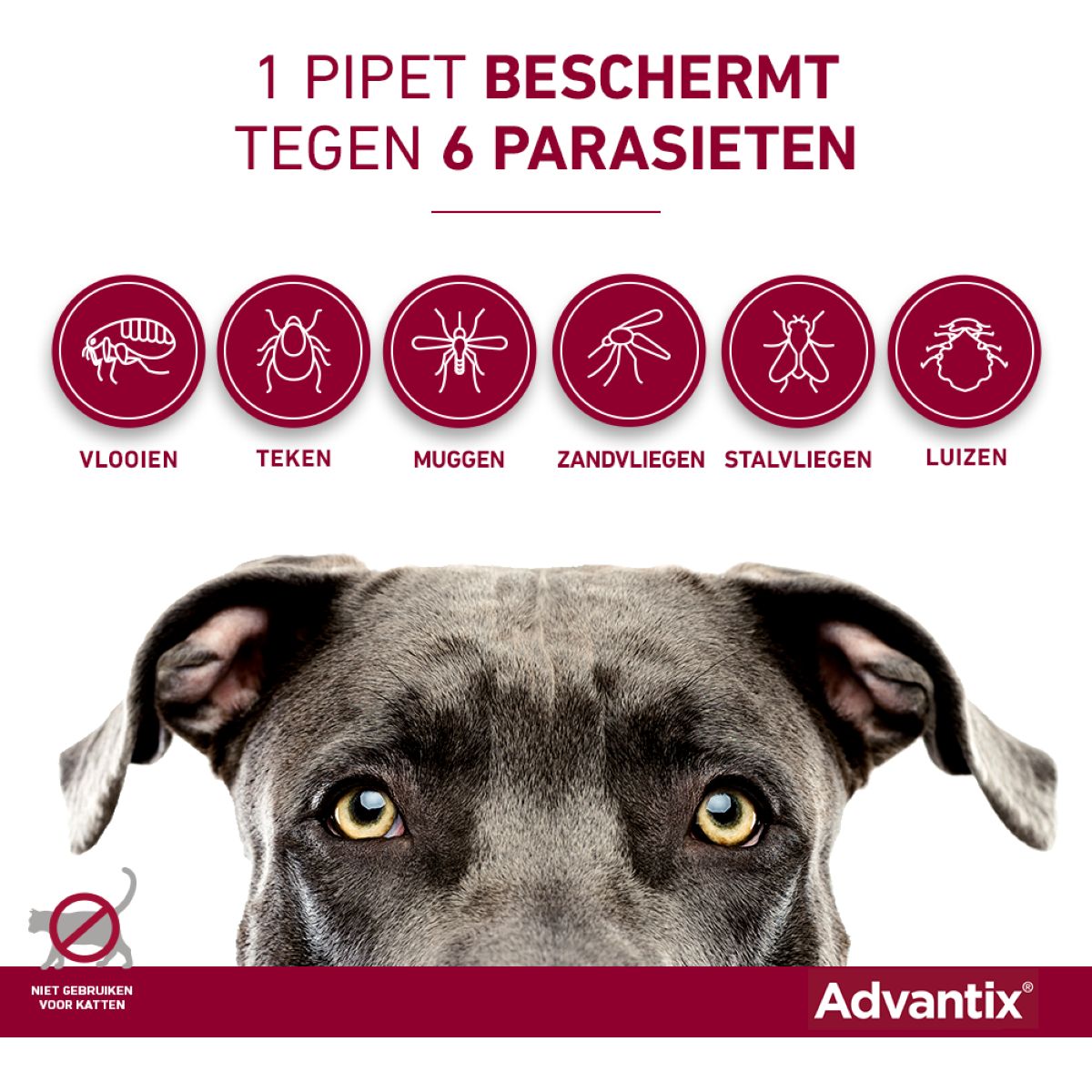 Advantix 600/3000 Spot On Hond