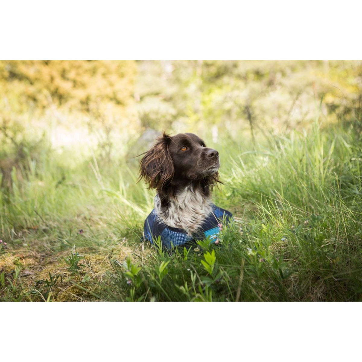 Cool on Track Hondenjas 2.0 Blauw