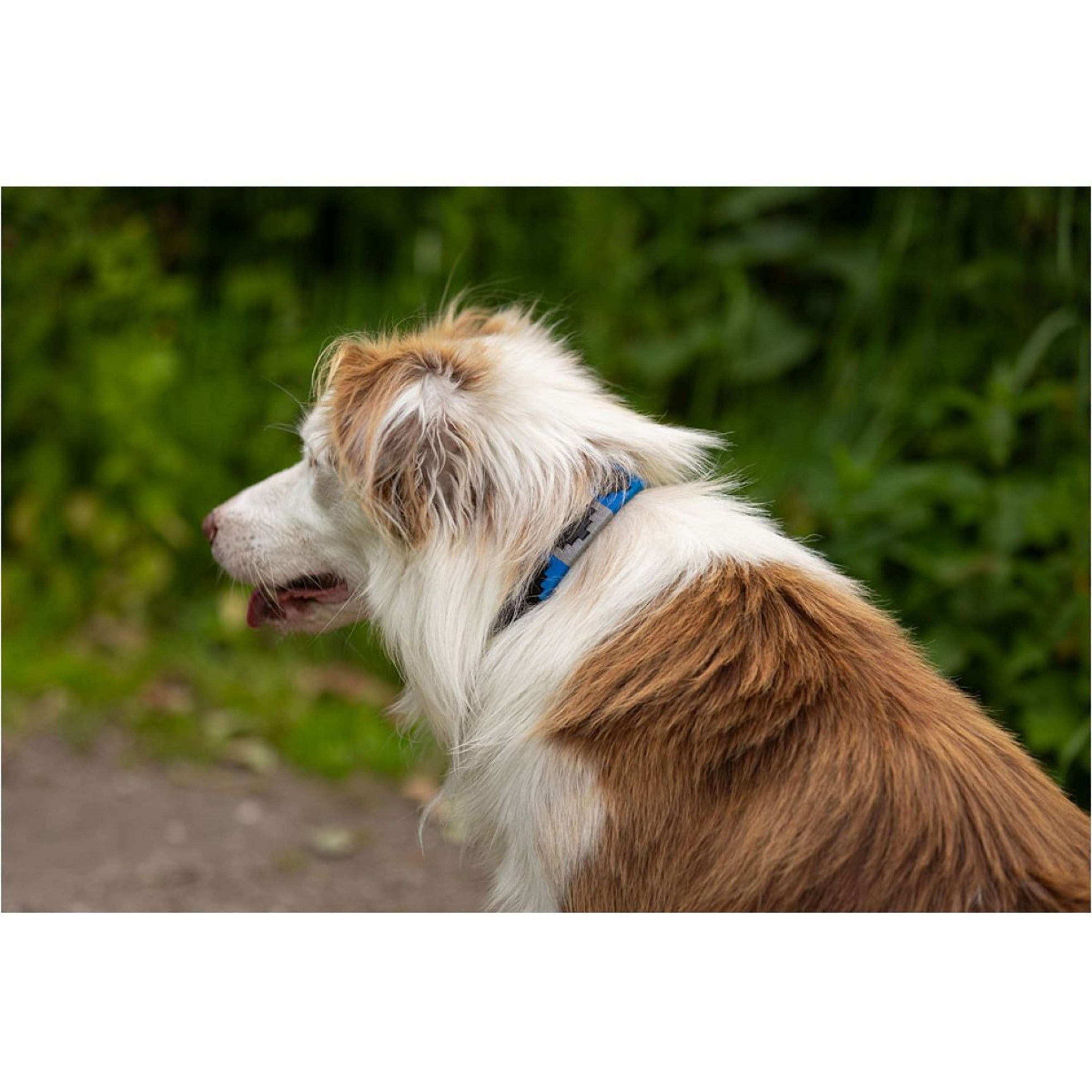 BR Hondenhalsband Blauw/Grijs BR Hondenhalsband Blauw/Grijs